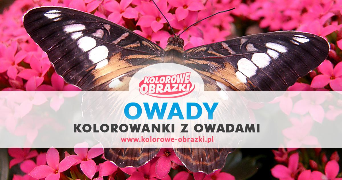 Kolorowanki owady / Kolorowanki z owadami