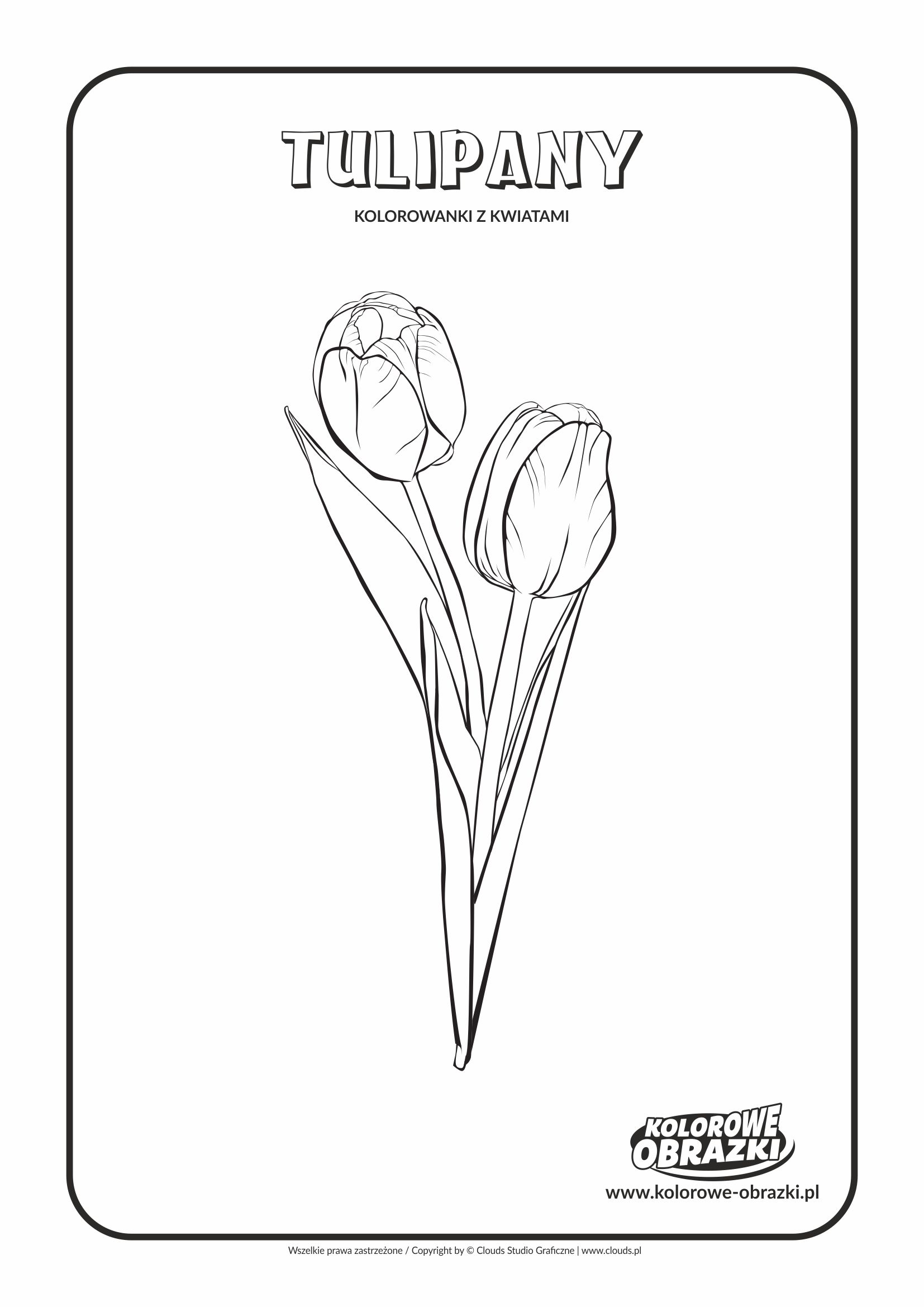 Kolorowanki dla dzieci - Rośliny / Tulipany. Kolorowanka z tulipanami