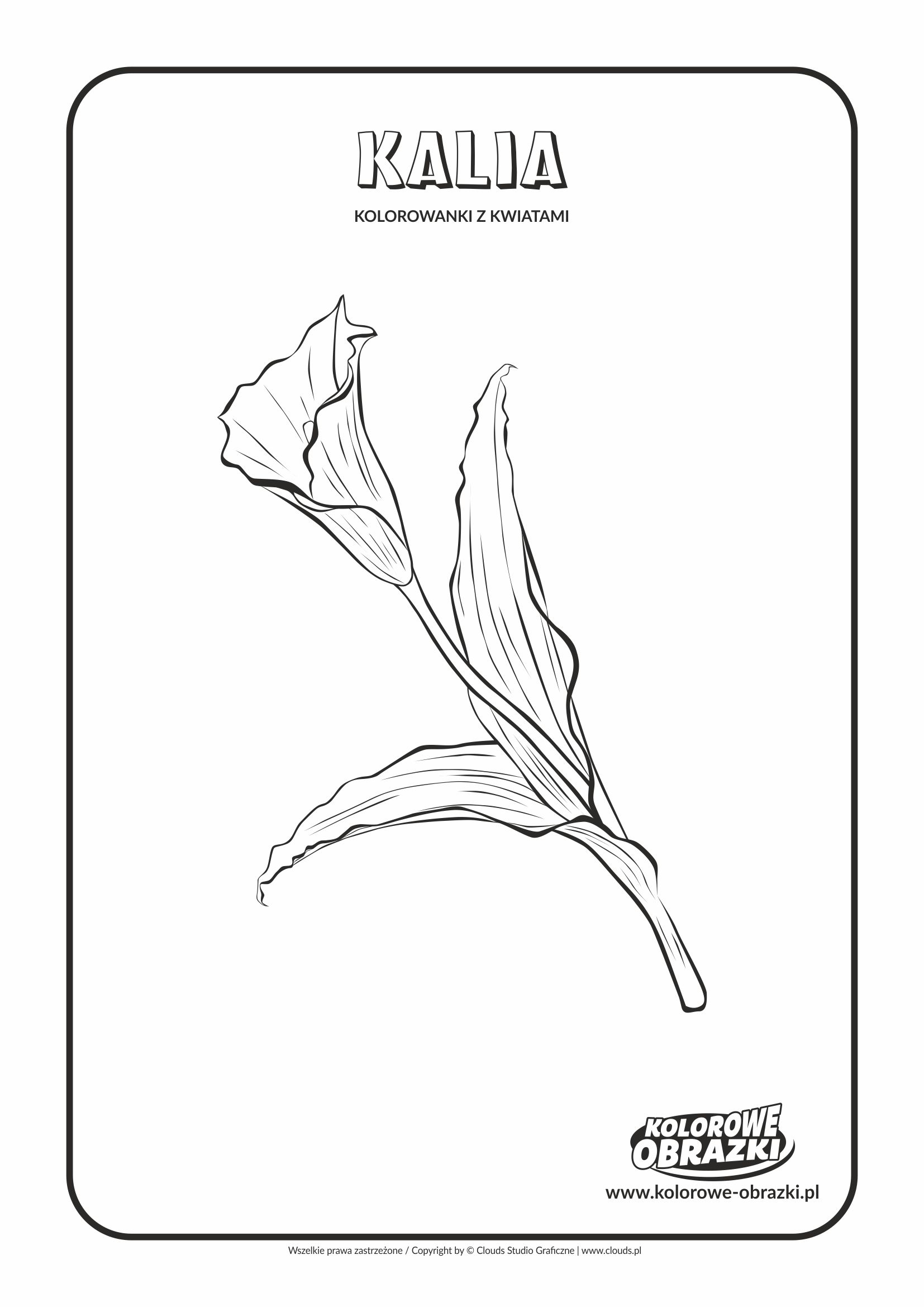 Kolorowanki dla dzieci - Rośliny / Kalia. Kolorowanka z kalią