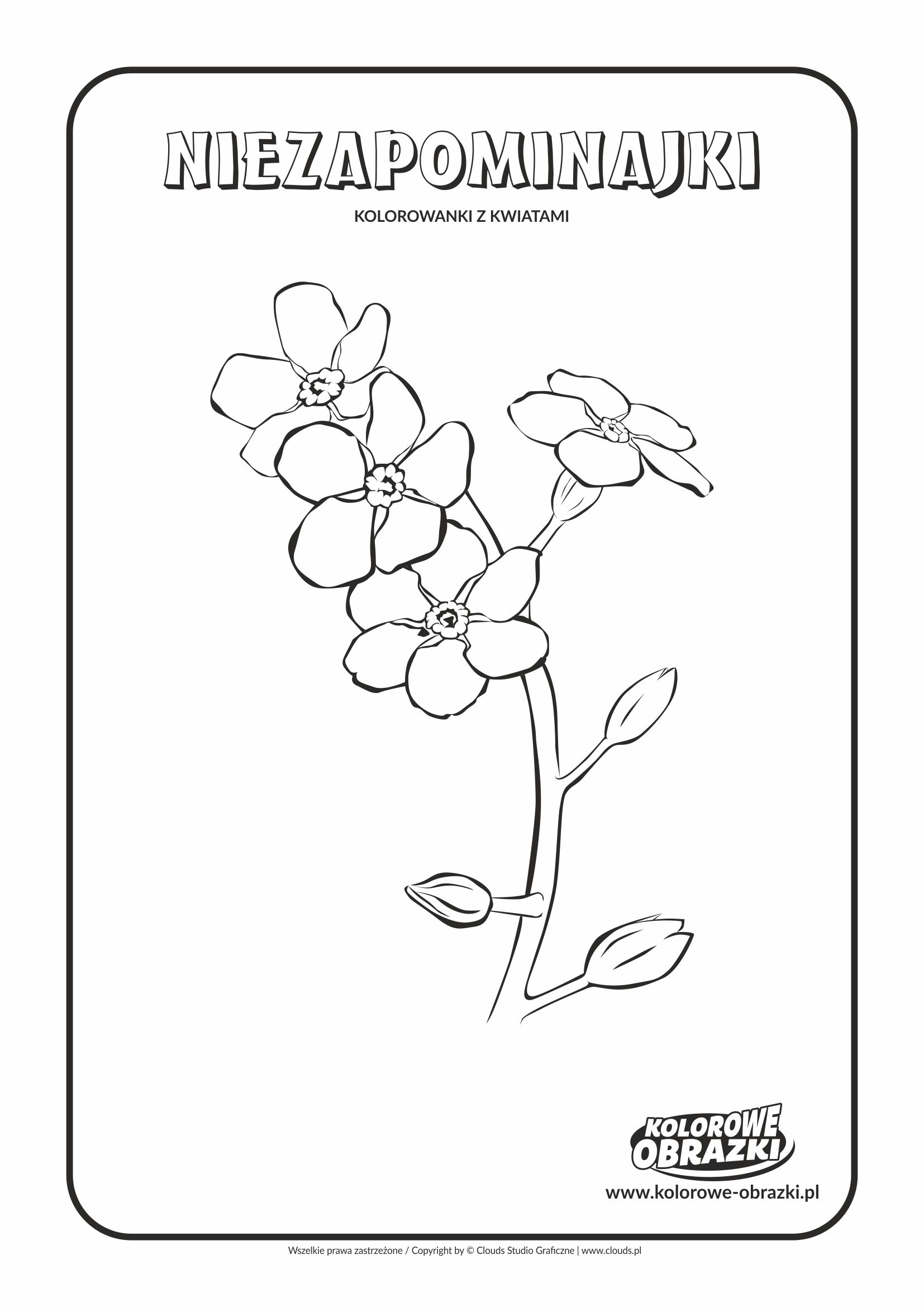 Kolorowanki dla dzieci - Rośliny / Niezapominajki. Kolorowanka z niezapominajkami