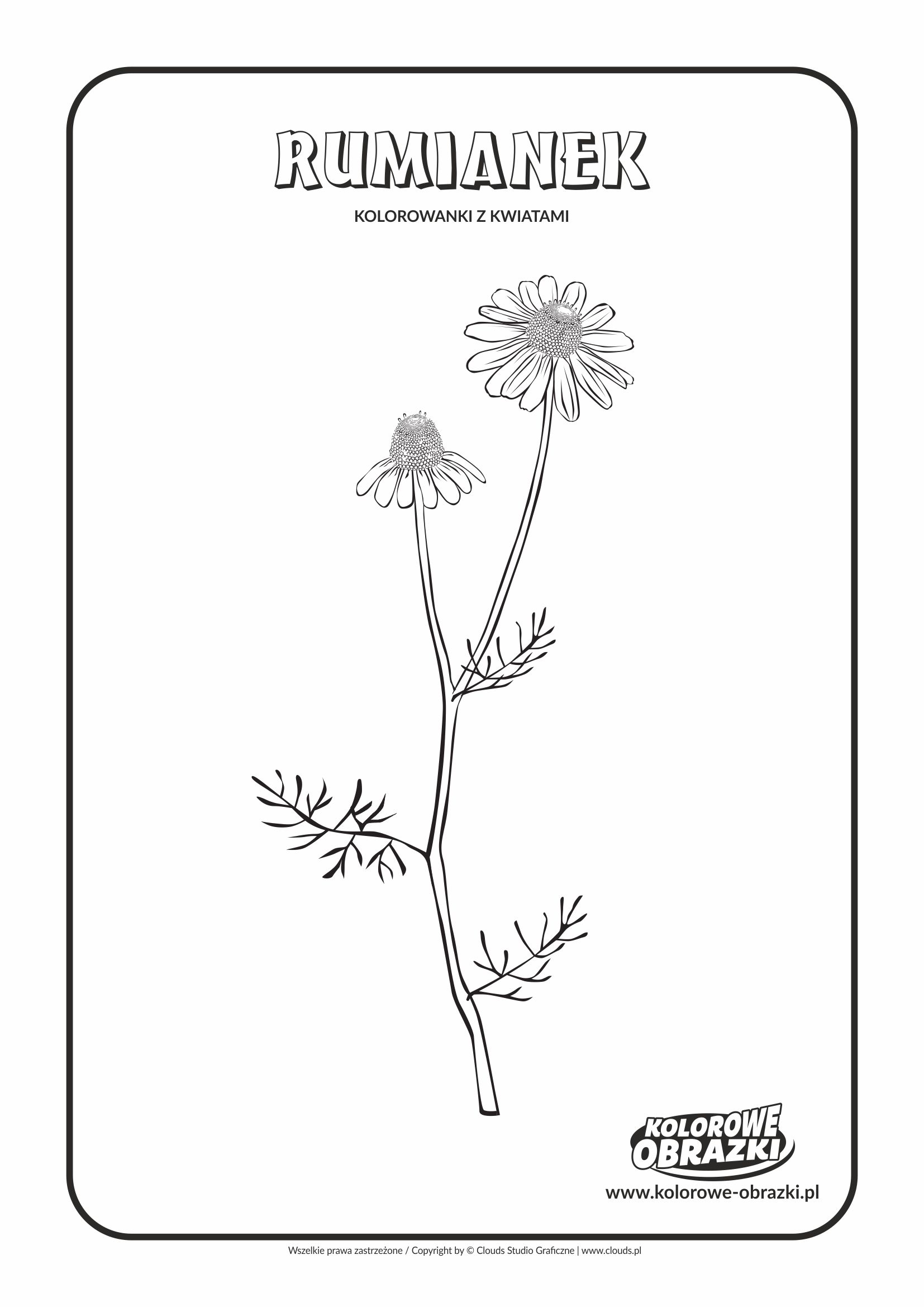 Kolorowanki dla dzieci - Rośliny / Rumianek. Kolorowanka z rumiankiem