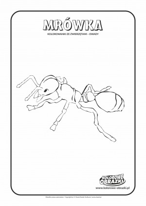 Kolorowanki dla dzieci - Zwierzęta / Mrówka. Kolorowanka z mrówką